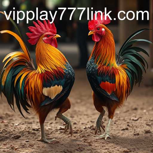 The Intricacies of Cockfighting: An Age-Old Tradition and Its Modern Context