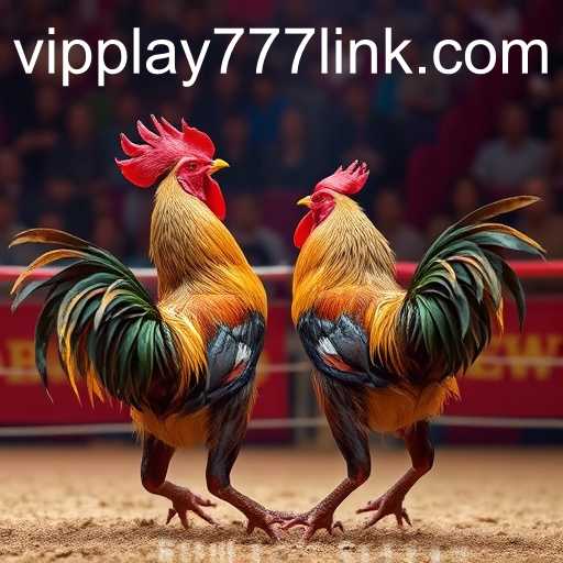 The Rise of Online Sabong: Navigating the Digital Arena with VIPPLAY777 LINK